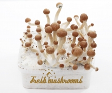 100% MYCELIUM XL Mazatapec | Paddo Growkit 2100cc